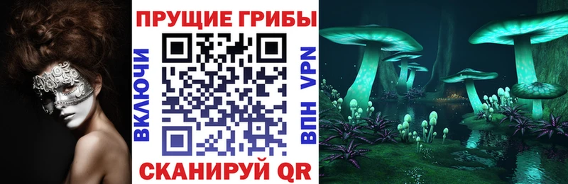Галлюциногенные грибы Psilocybe  Курчатов 